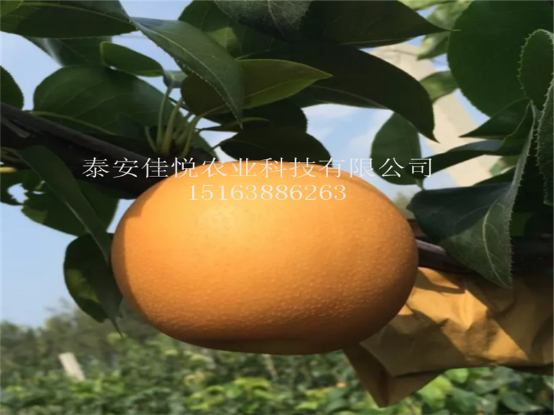 3公分梨樹苗當(dāng)年結(jié)果、哪里有3公分梨樹苗