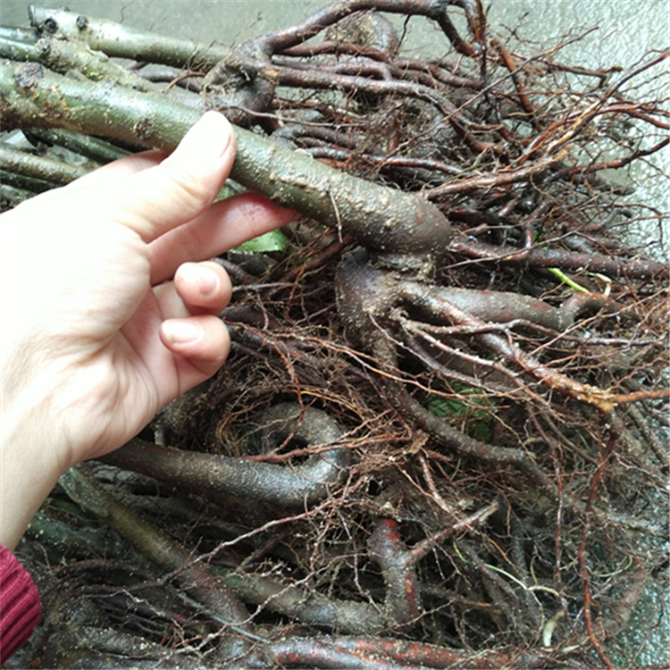 3公分梨樹苗哪里有 早酥紅梨樹苗多少錢一棵