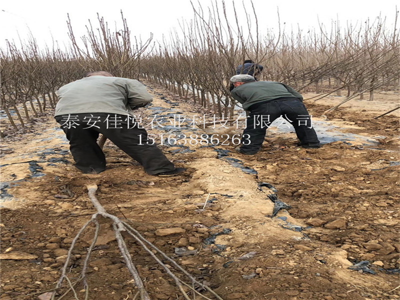 哪里有梨樹苗砧木 皇冠梨樹苗基地