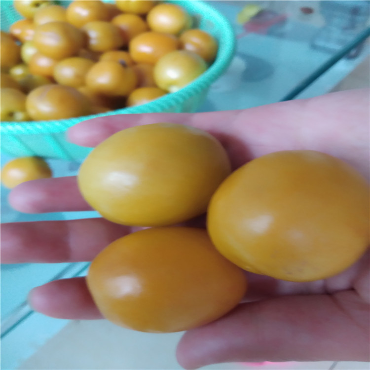 山東杏樹苗批發(fā)價(jià)格、哪里有金太陽杏樹苗，杏樹苗價(jià)格及報(bào)價(jià)