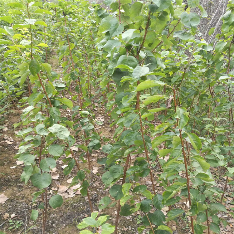 三公分杏樹苗定植苗，哪里有3公分杏樹苗，3公分凱特杏樹苗報價