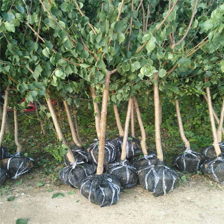 三公分杏樹苗定植苗，哪里有3公分杏樹苗，3公分凱特杏樹苗報價