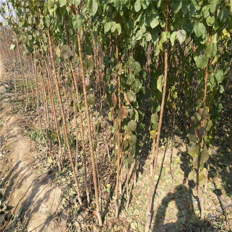 3公分杏樹苗基地、哪里有3公分杏樹苗,哪里有3公分杏樹苗
