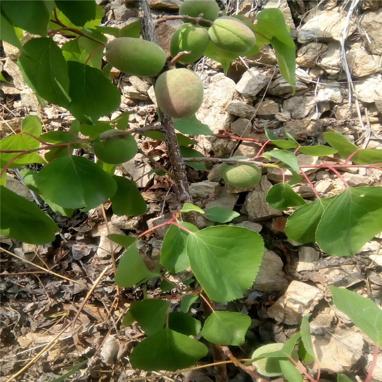 3公分杏树苗基地，哪里有凯特杏树苗，哪里有凯特杏树苗，