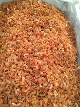 大連金鉤海米價格現貨供應圖片
