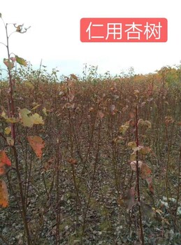 山西銷售仁用杏樹種苗價(jià)格仁用杏樹