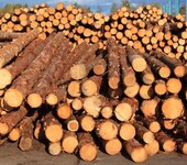 俄罗斯木材进口清关方案，进口木材报关报检流程整理方案