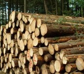 木材进口清关流程分析，进口木材报关报检需要资料