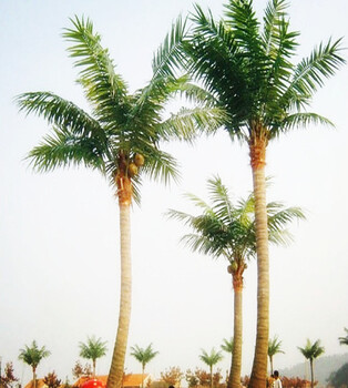 杭州园林景观仿真椰子树定做价格