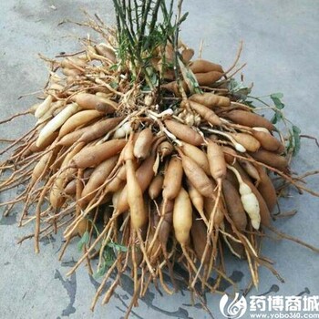 四川藏錦閣中藥材種植一斤天冬能賣45元