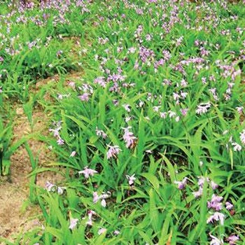 四川藏錦閣白芨中藥材提供完善的種植技術(shù)指導(dǎo)