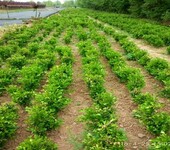 商洛高山黄杨-供应商洛高山黄杨_绿化苗木种植基地