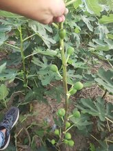 波姬红无花果苗金傲芬无花果苗图片