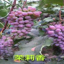 吉林葡萄苗报价吉林出售着色香葡萄苗图片