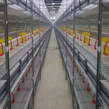 三层两门肉鸡笼全自动养殖设备全热镀锌厂家图片2