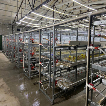 三层两门肉鸡笼全自动养殖设备全热镀锌厂家
