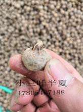 小三叶半夏种球产量图片
