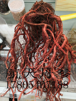 供應(yīng)山東丹參苗