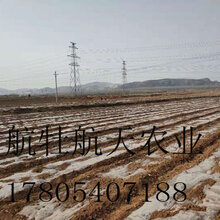 优质黄芩苗图片