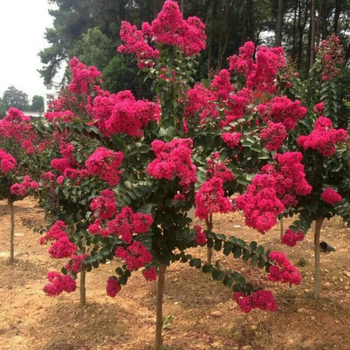 宜昌美國(guó)紫薇多少錢(qián)一棵紫薇花