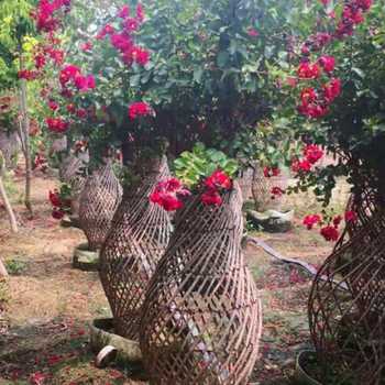 濮陽造型紫薇花瓶批發(fā)價格湘萱怡景苗木