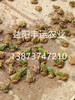 益阳丰运农业：黑斑蛙种苗供应，全程技术指导
