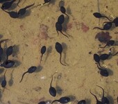 2020年优质蛙苗预定黑斑蛙养殖技术黑斑蛙种苗黑斑蛙(青蛙）养殖场