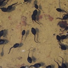 2020年優質蛙苗預定黑斑蛙養殖技術黑斑蛙種苗黑斑蛙(青蛙）養殖場圖片