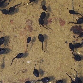 益阳丰运大量供应2020年度蝌蚪苗黑斑蛙种苗黑斑蛙基地提供养殖技术指导