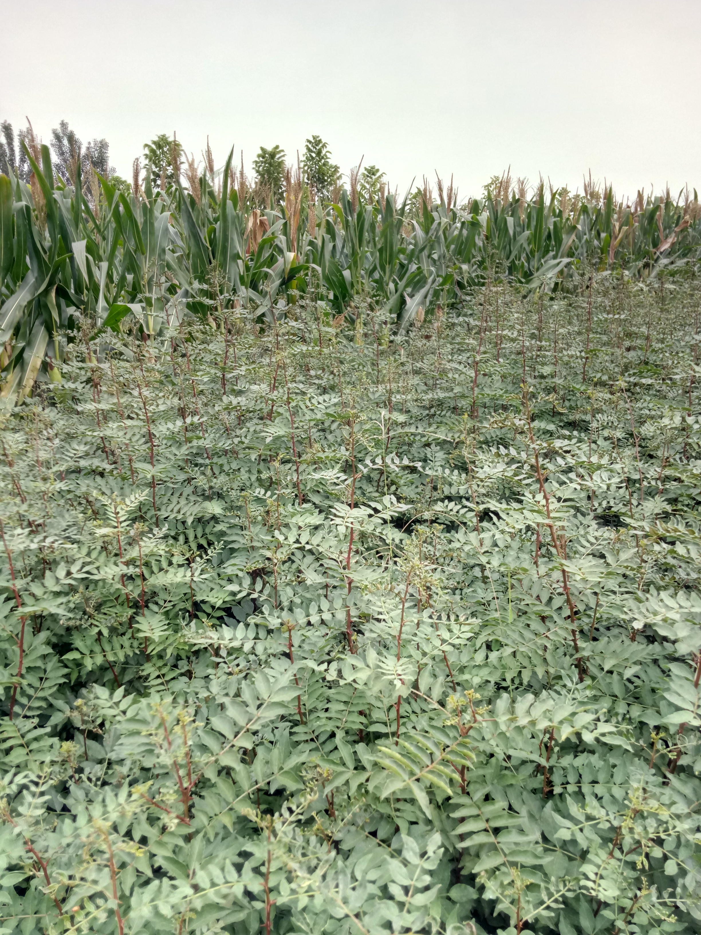 规格花椒苗围墙用花椒苗包邮寄