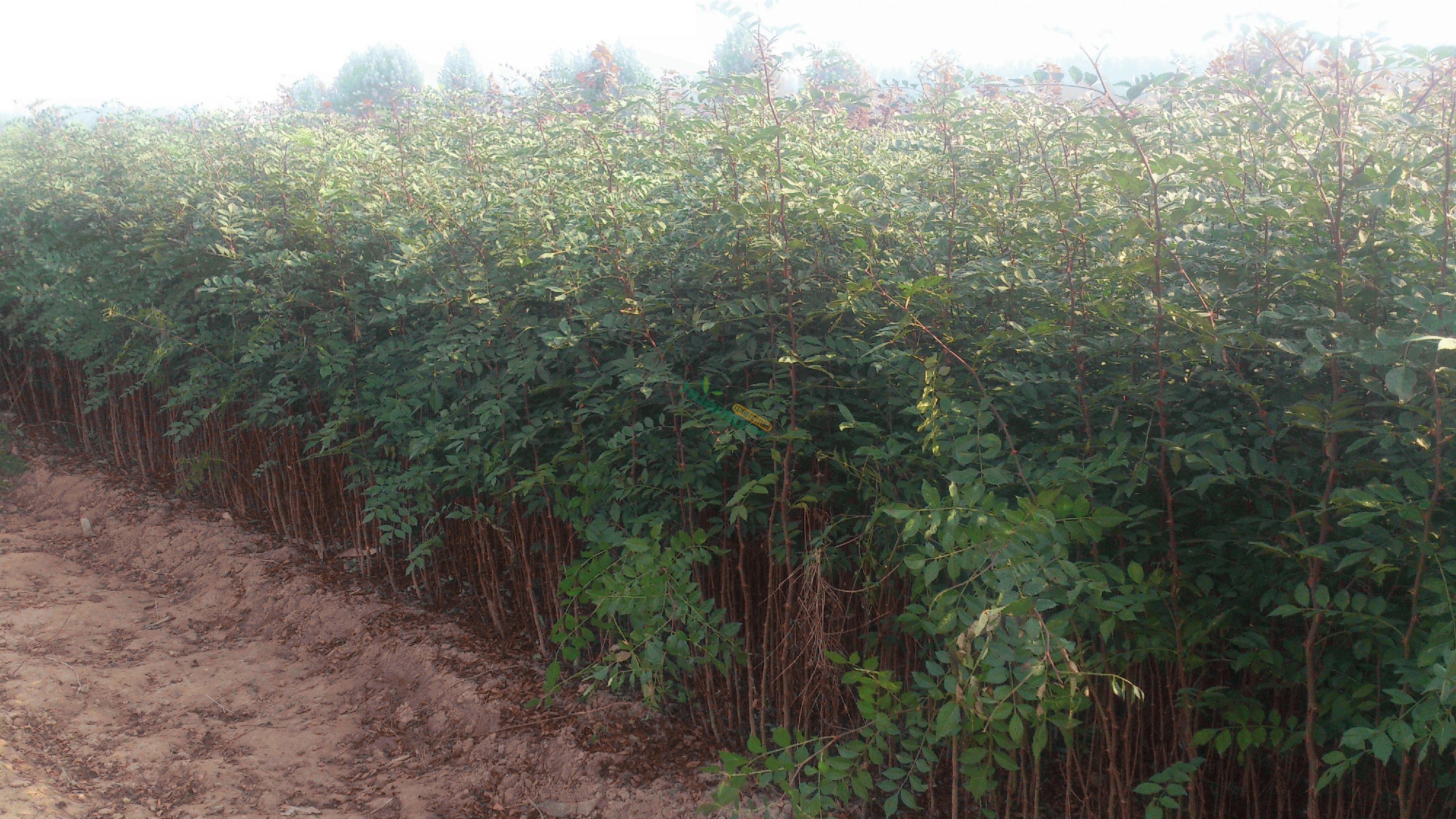 新品种花椒苗江西质花椒苗2年生花椒苗基地