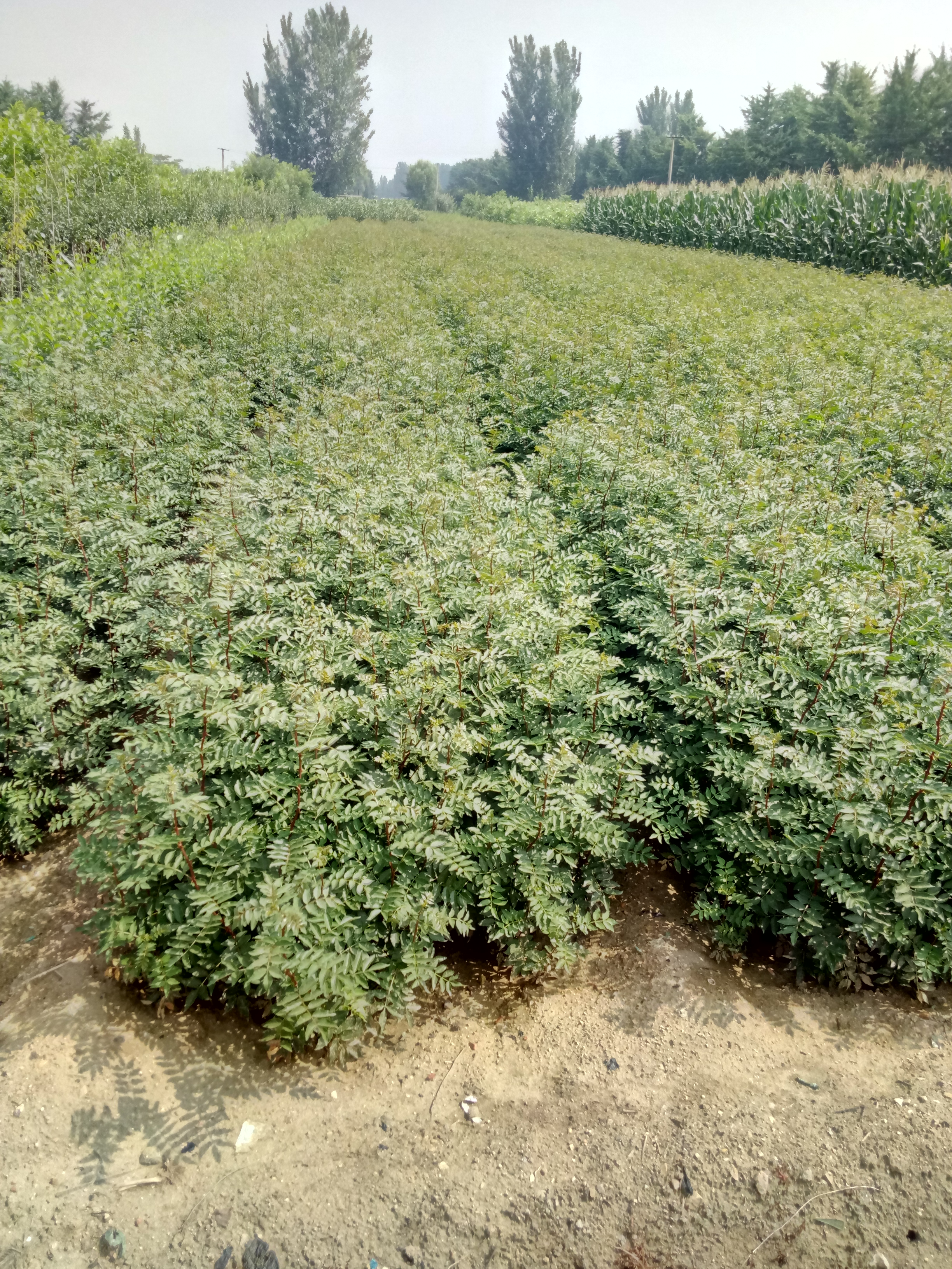 哪里有贵州省易管理花椒苗1年生花椒苗批发基地