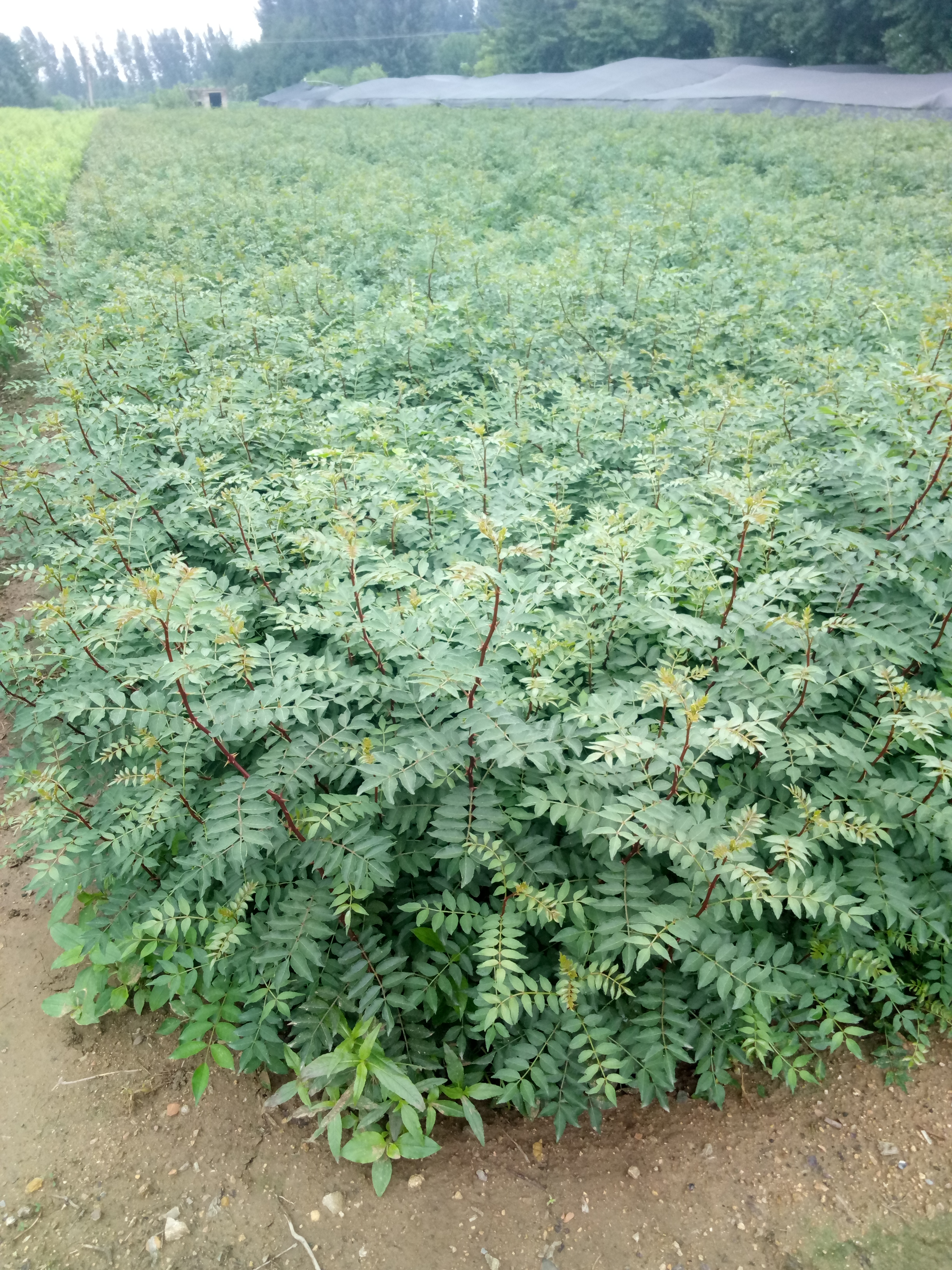 安徽一年生花椒苗圍墻用花椒苗花椒苗貨源地