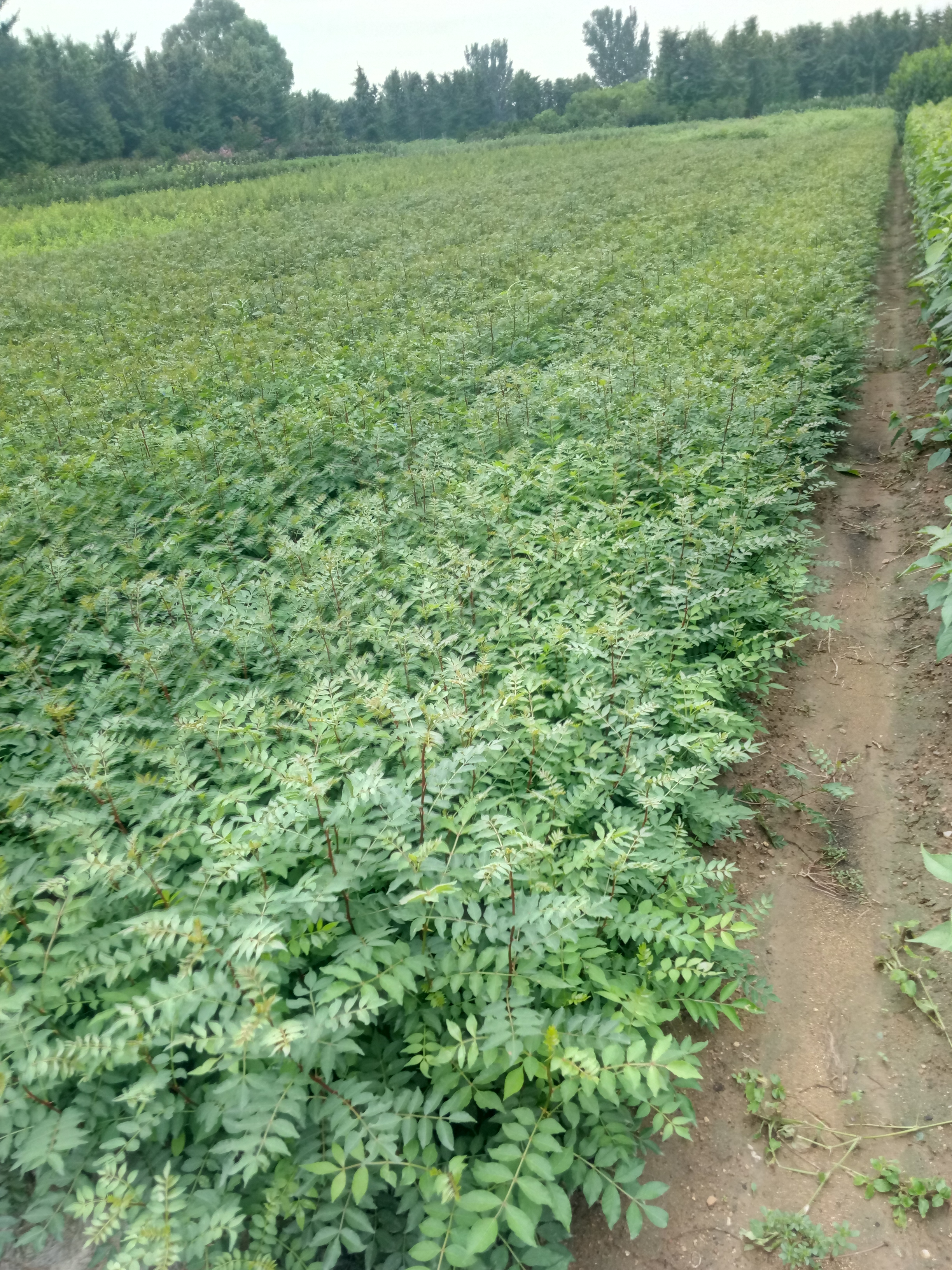 花椒苗重庆1公分花椒苗2年生花椒苗基地