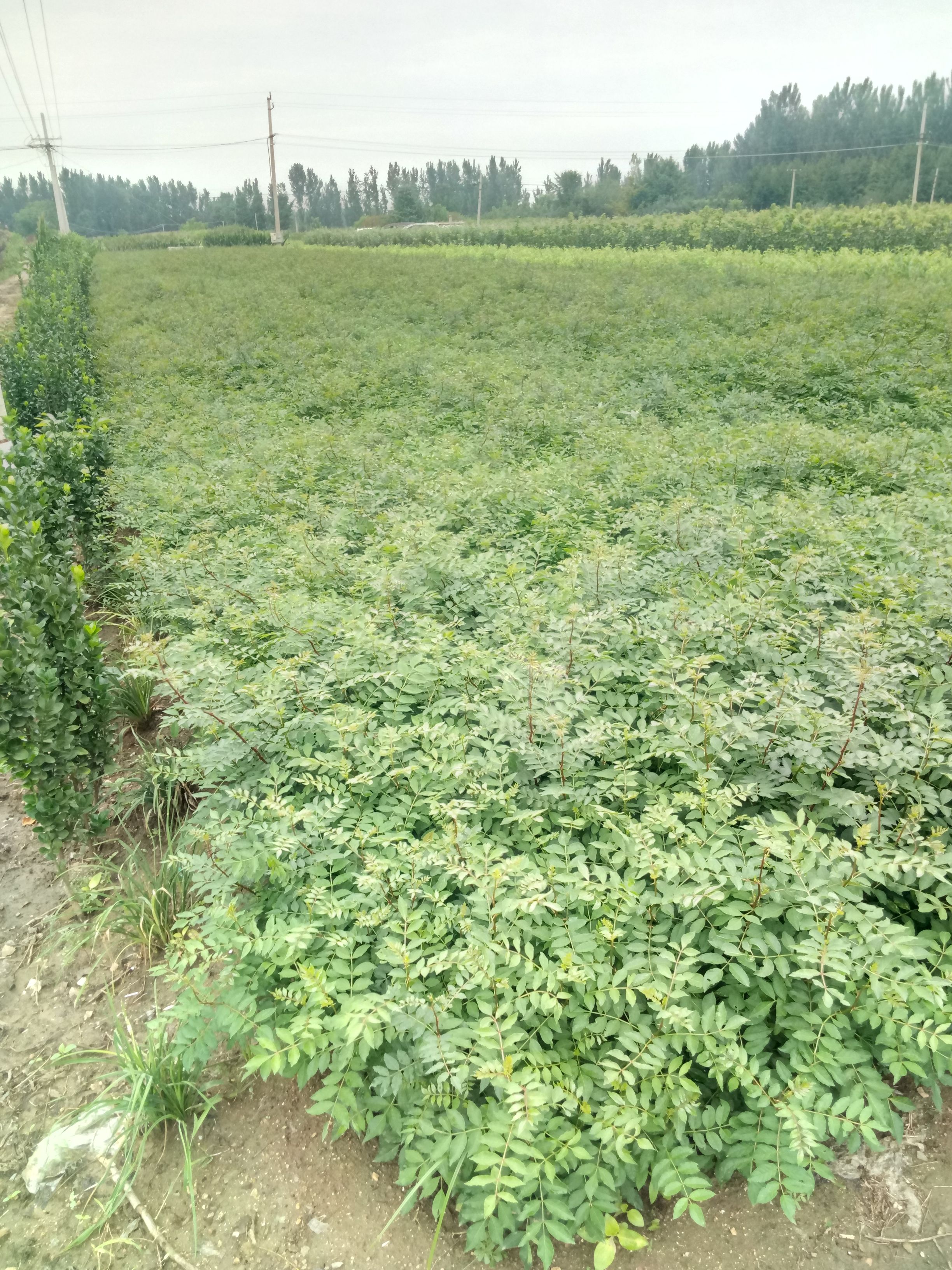 基地江苏省大红袍花椒苗效益如何2年生花椒苗基地