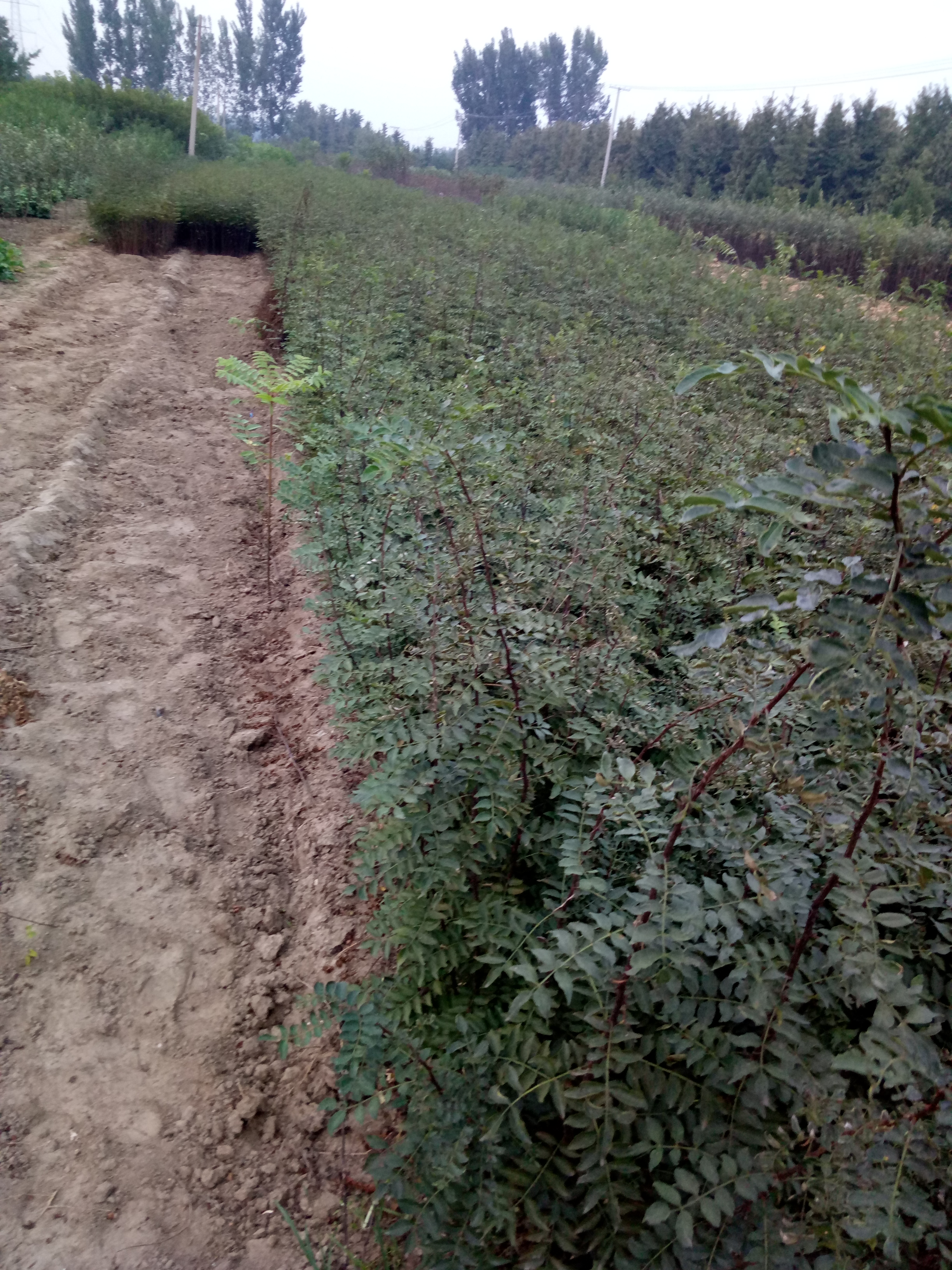 狮子头花椒苗内蒙古自治区花椒树苗批发基地1年生花椒苗批发基地