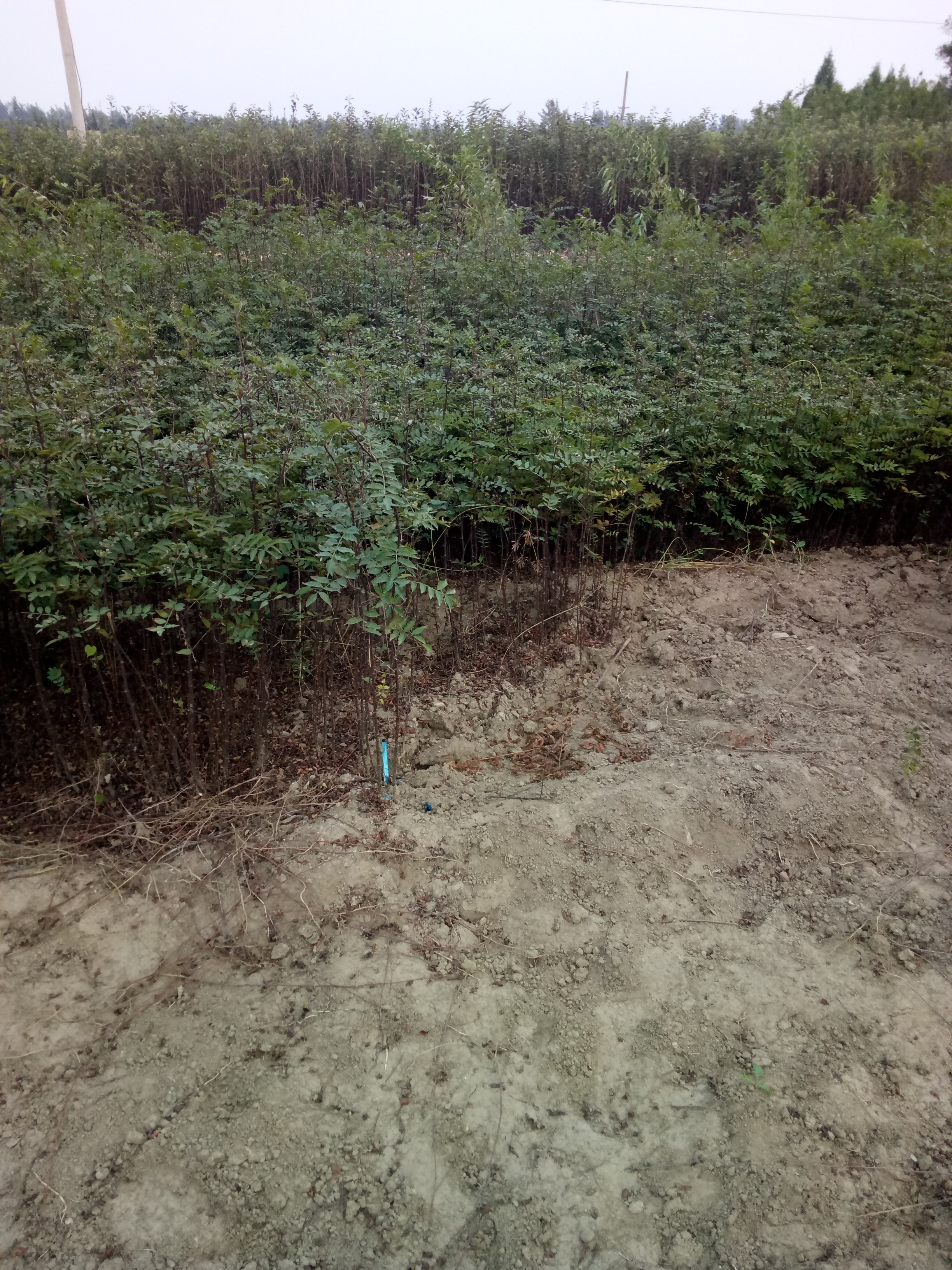 花椒樹苗批發(fā)河南省獅子頭花椒苗多少錢2年生花椒苗基地