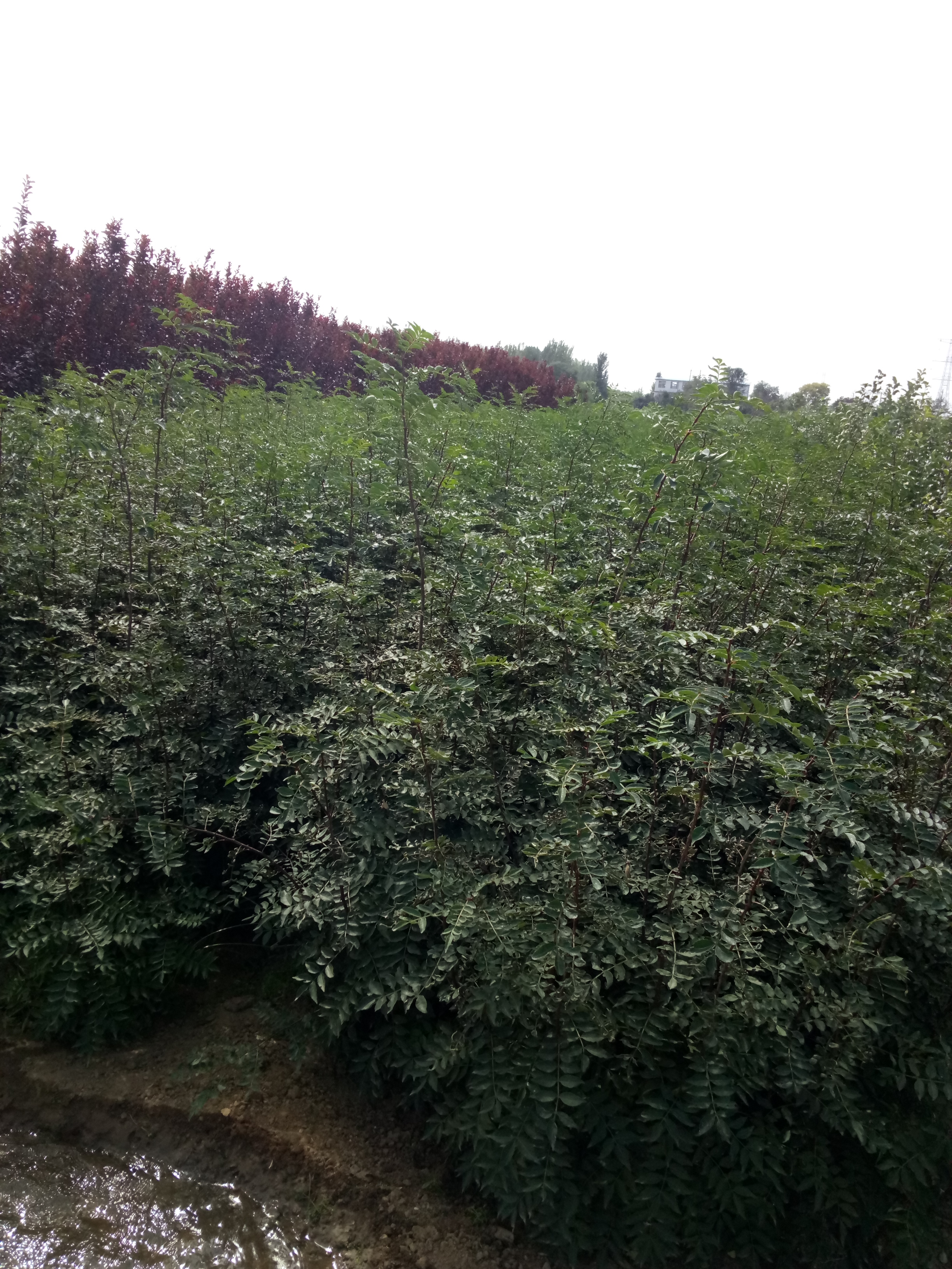 安徽一年生花椒苗批發(fā)基地花椒苗貨源地