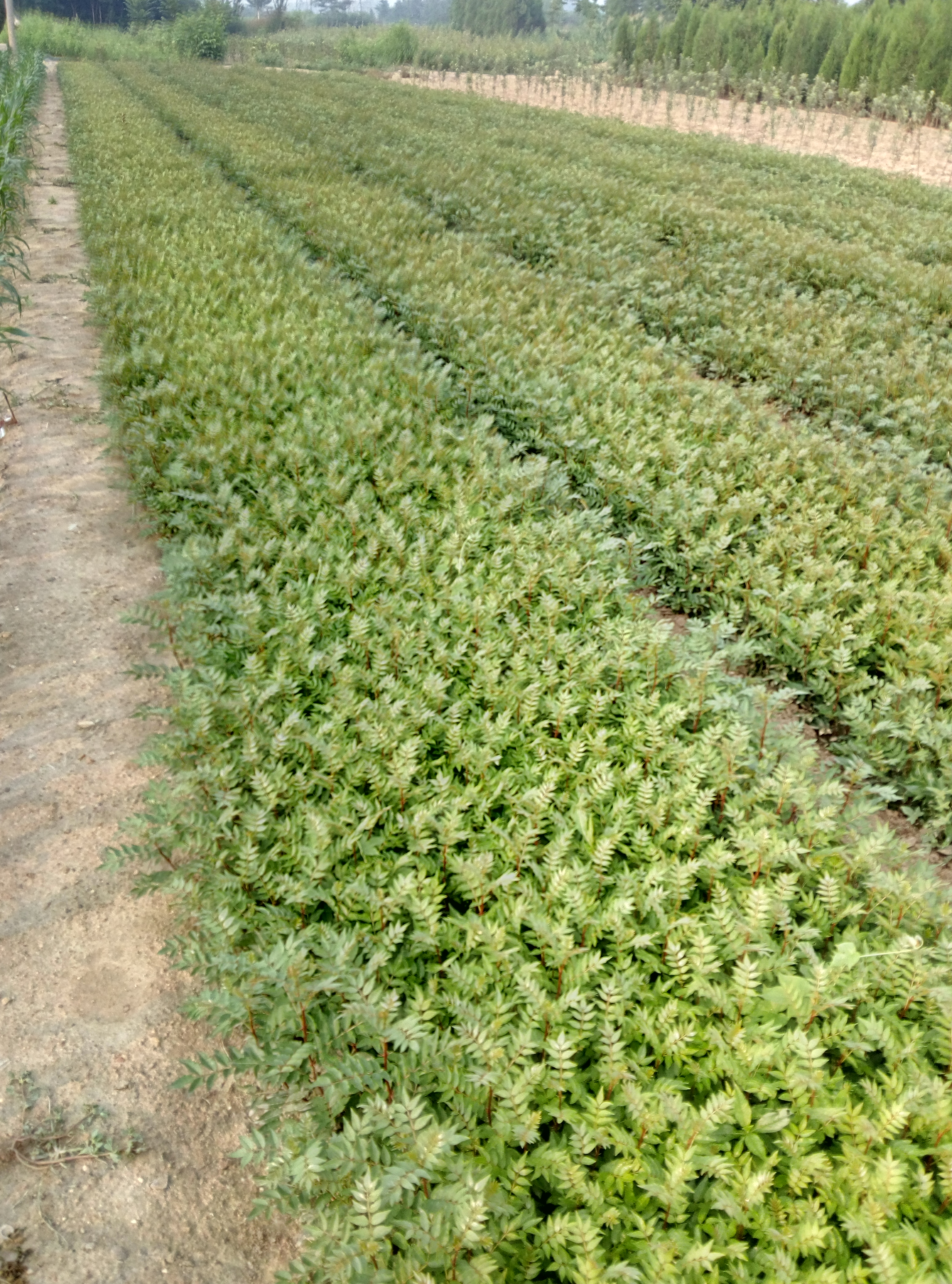 狮子头花椒苗四川质花椒苗价格1年生花椒苗批发基地