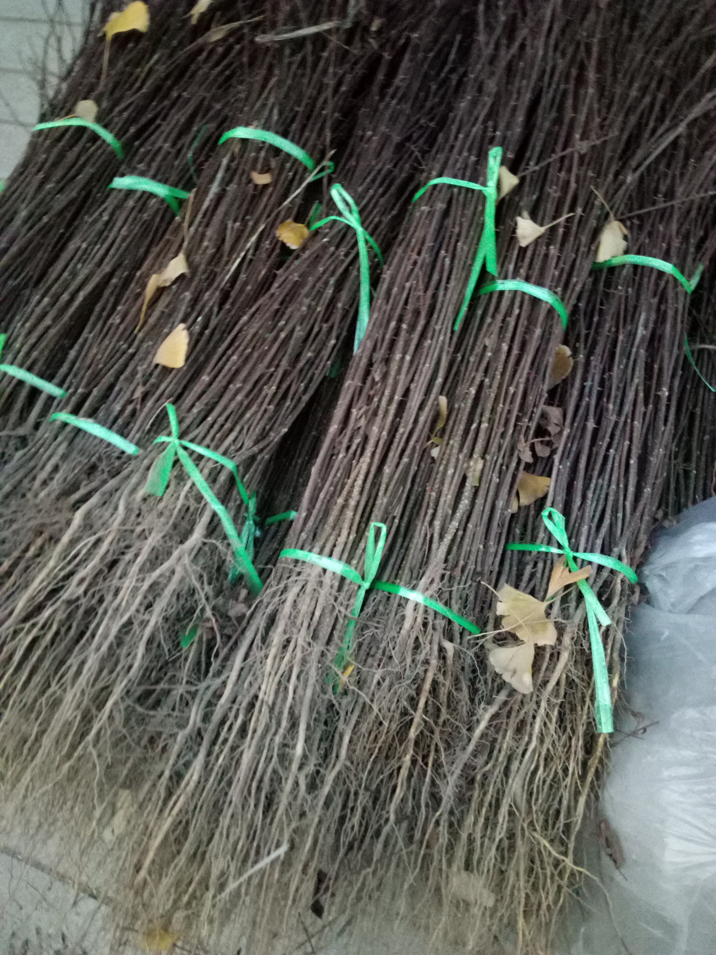 貴州畢節(jié)易管理花椒苗多少錢一棵
