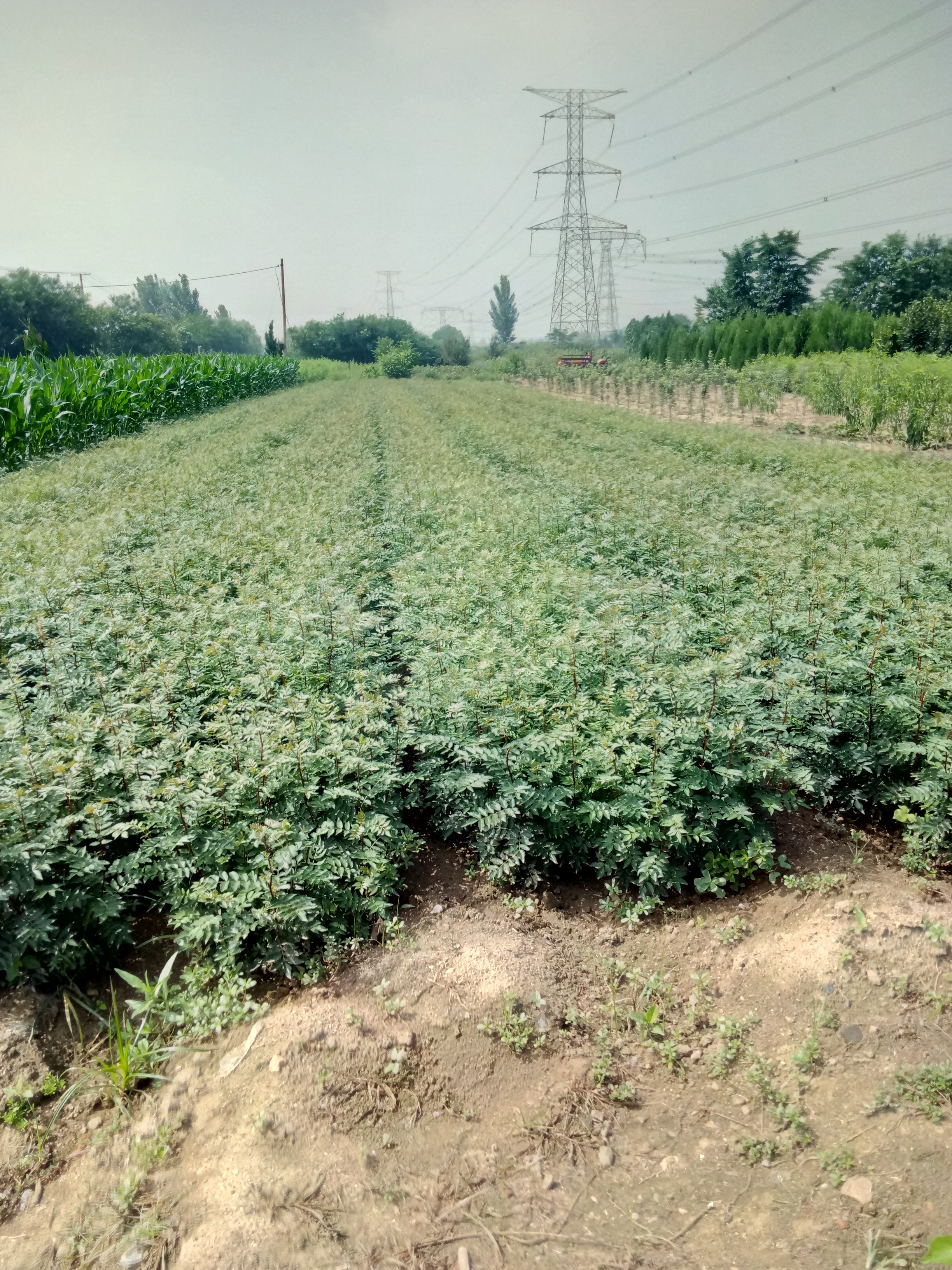 新品种花椒苗江西质花椒苗2年生花椒苗基地