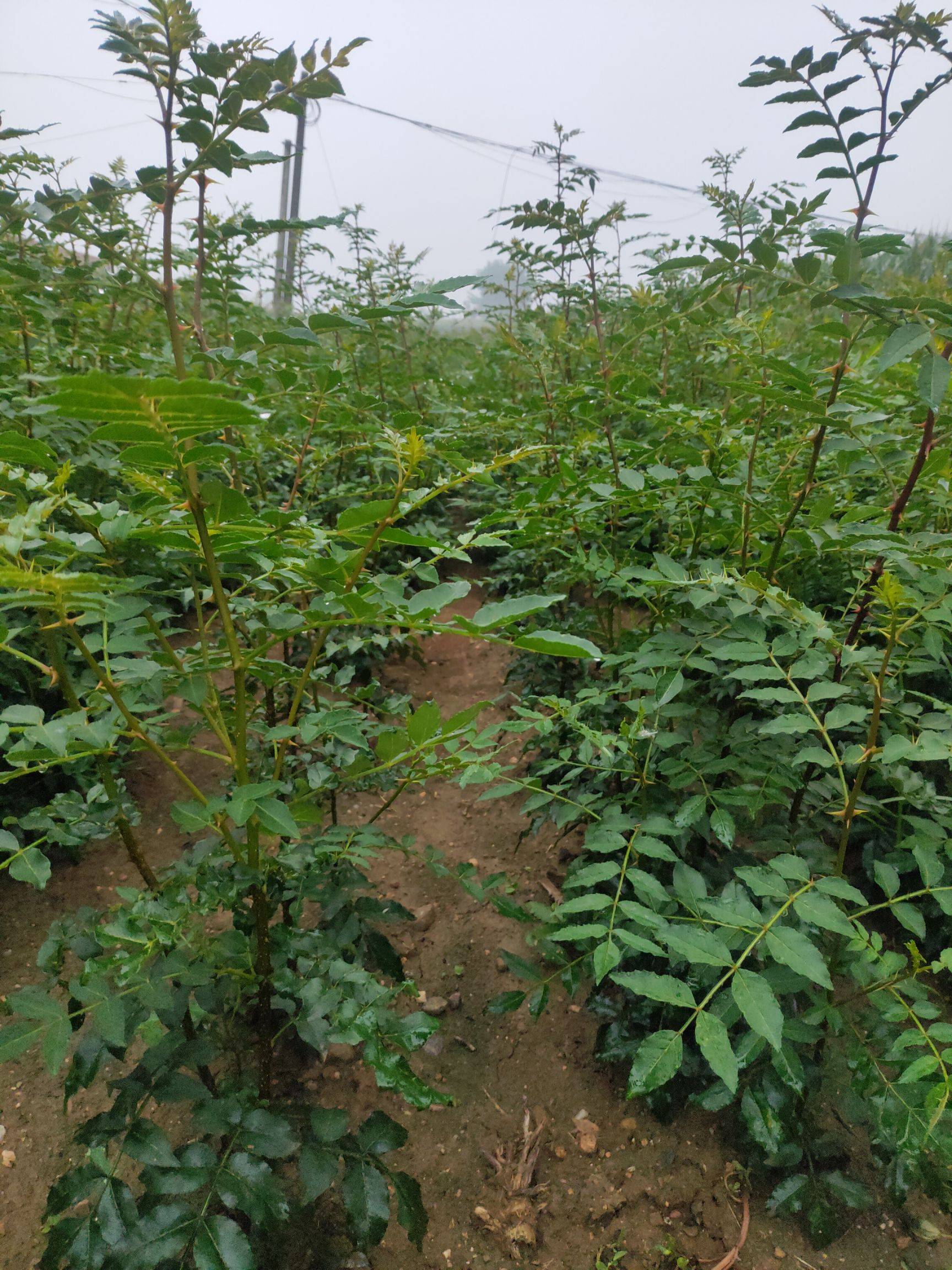 哪里有北京1米花椒苗1年生花椒苗批发基地