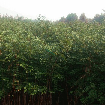 九葉青花椒苗天津花椒苗種植基地1年生花椒苗批發(fā)價(jià)格