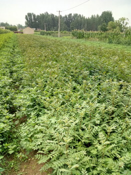 哪里有內蒙古自治區(qū)花椒樹苗批發(fā)基地1年生花椒苗批發(fā)價格