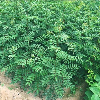 花椒樹(shù)苗批發(fā)花椒苗價(jià)格2年生花椒苗基地