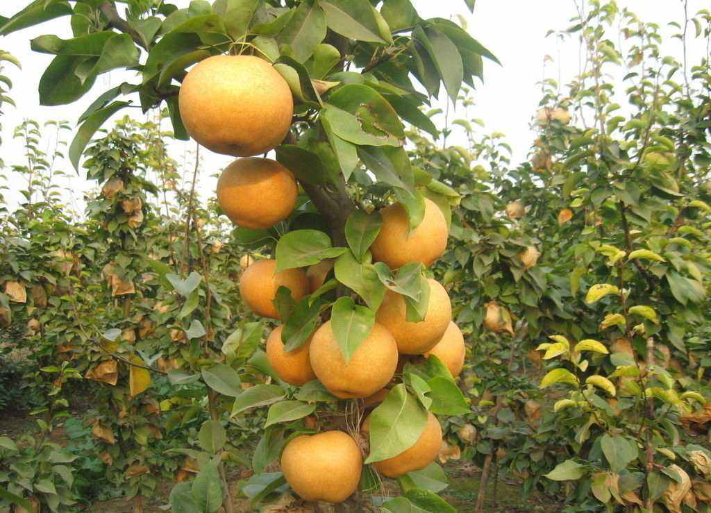 山东玉露香梨树苗一公分梨树苗品种