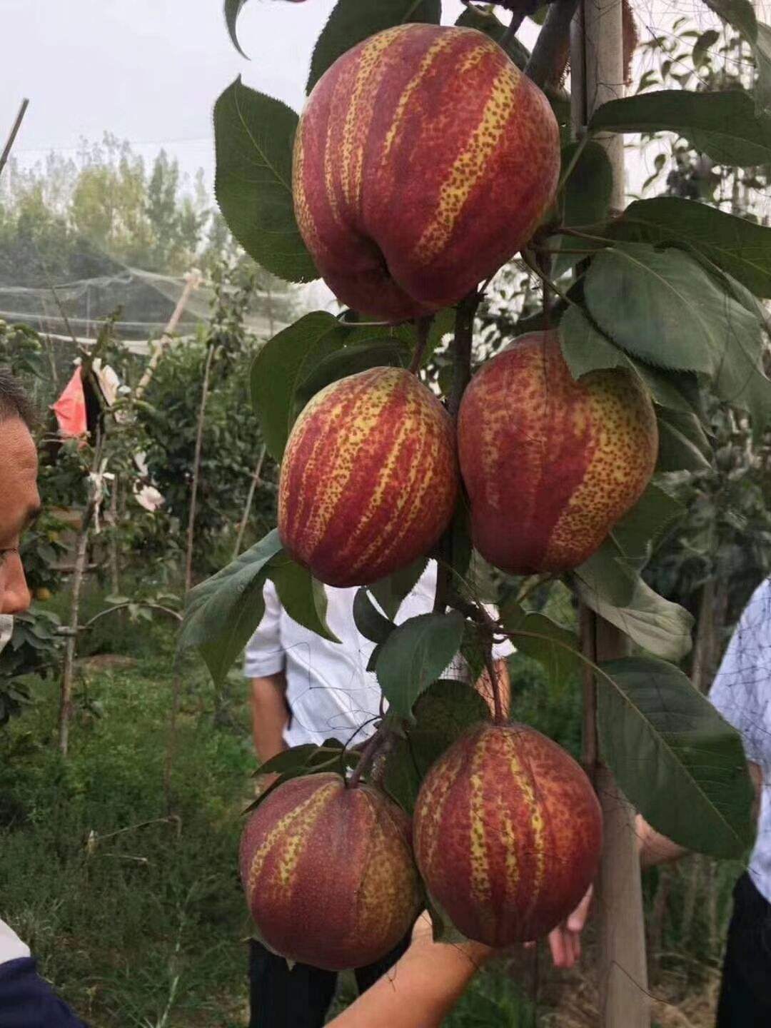 湖南滿天紅梨樹苗早紅考密斯梨樹苗便宜梨樹苗
