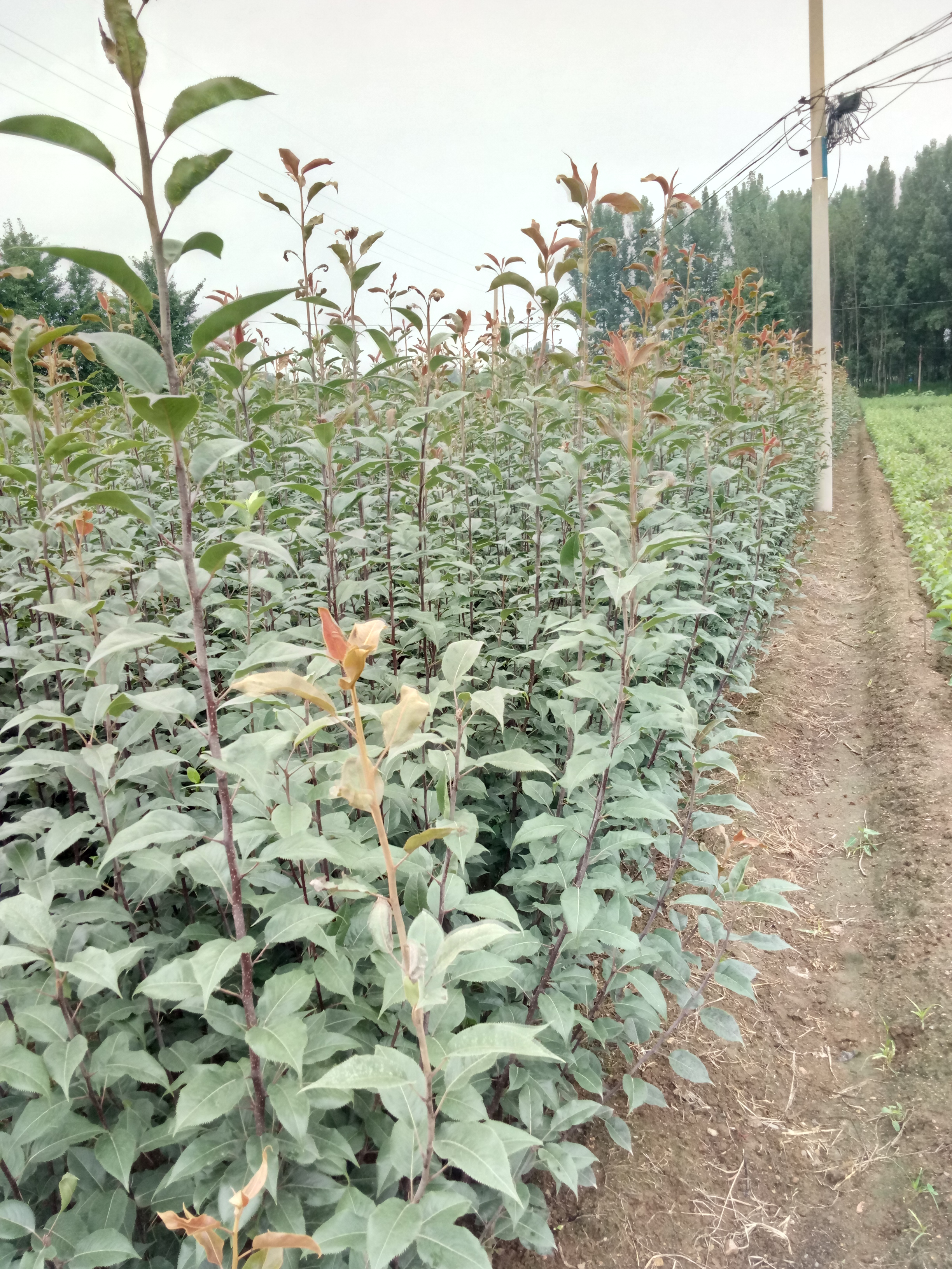 广东绿宝石梨树苗早红考密斯梨树苗育苗基地