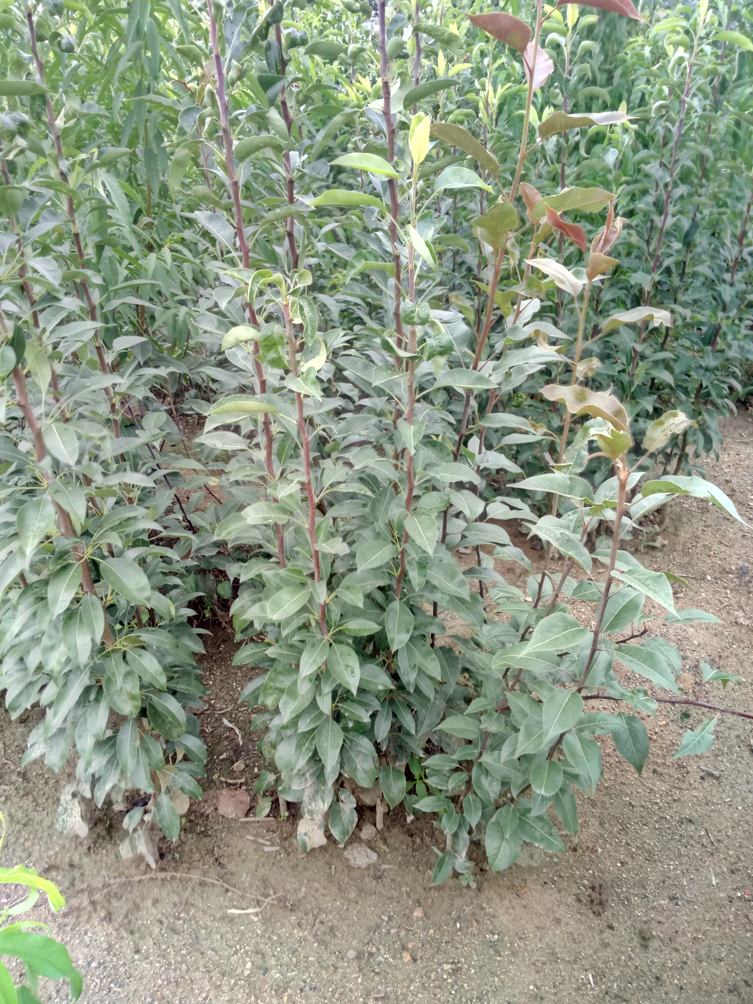 甘肅新梨七號梨樹(shù)苗滿(mǎn)天紅梨樹(shù)苗育苗基地