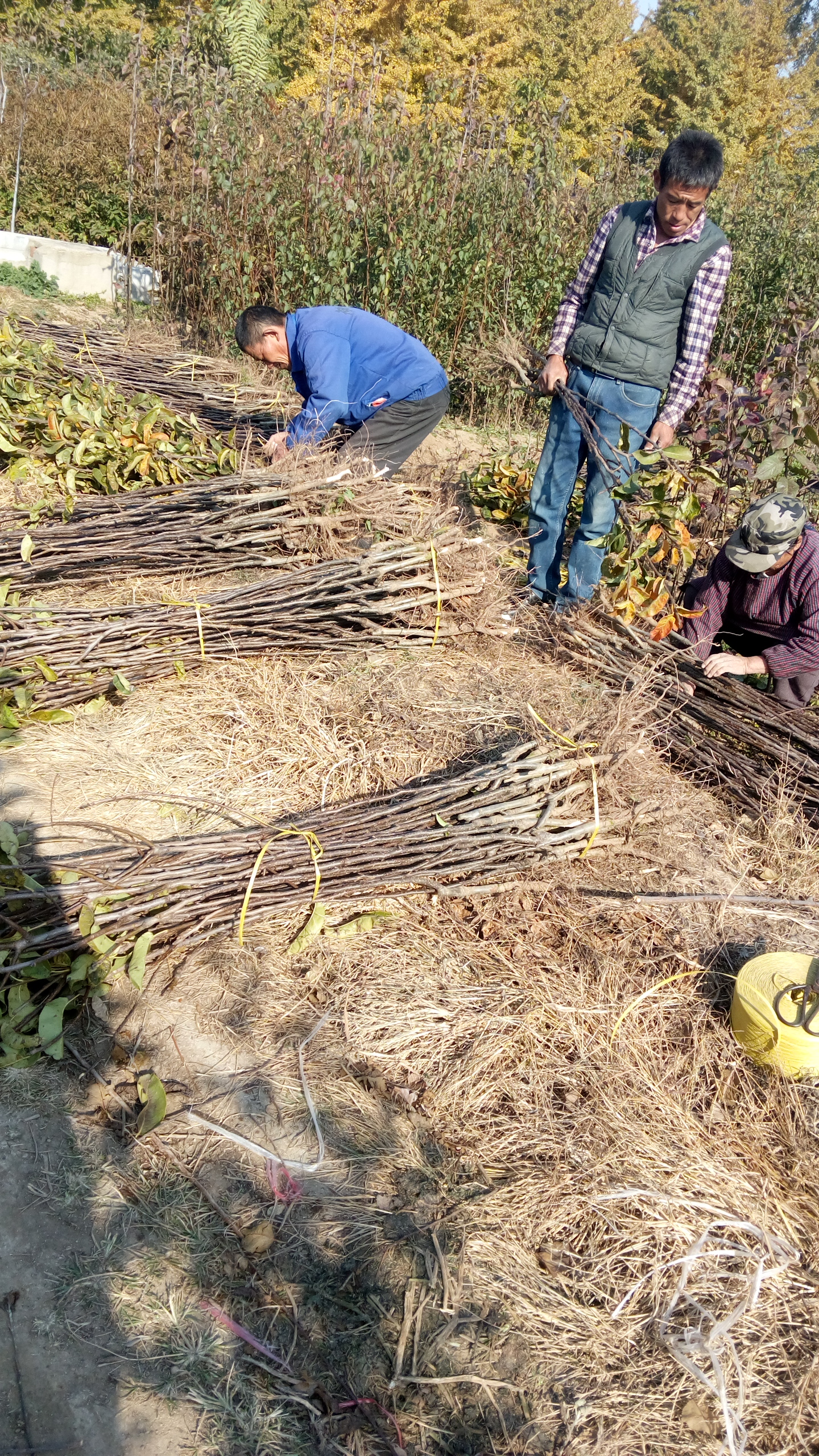 湖北新梨七号梨树苗一公分梨树苗货源地